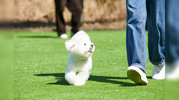 "펫팸족에 미래" 유통·제약사도 뛰어든 펫시장 - 뉴스 썸네일 이미지