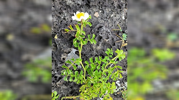 '제주찔레' 근감소증 개선 효능 확인 - 뉴스 썸네일 이미지